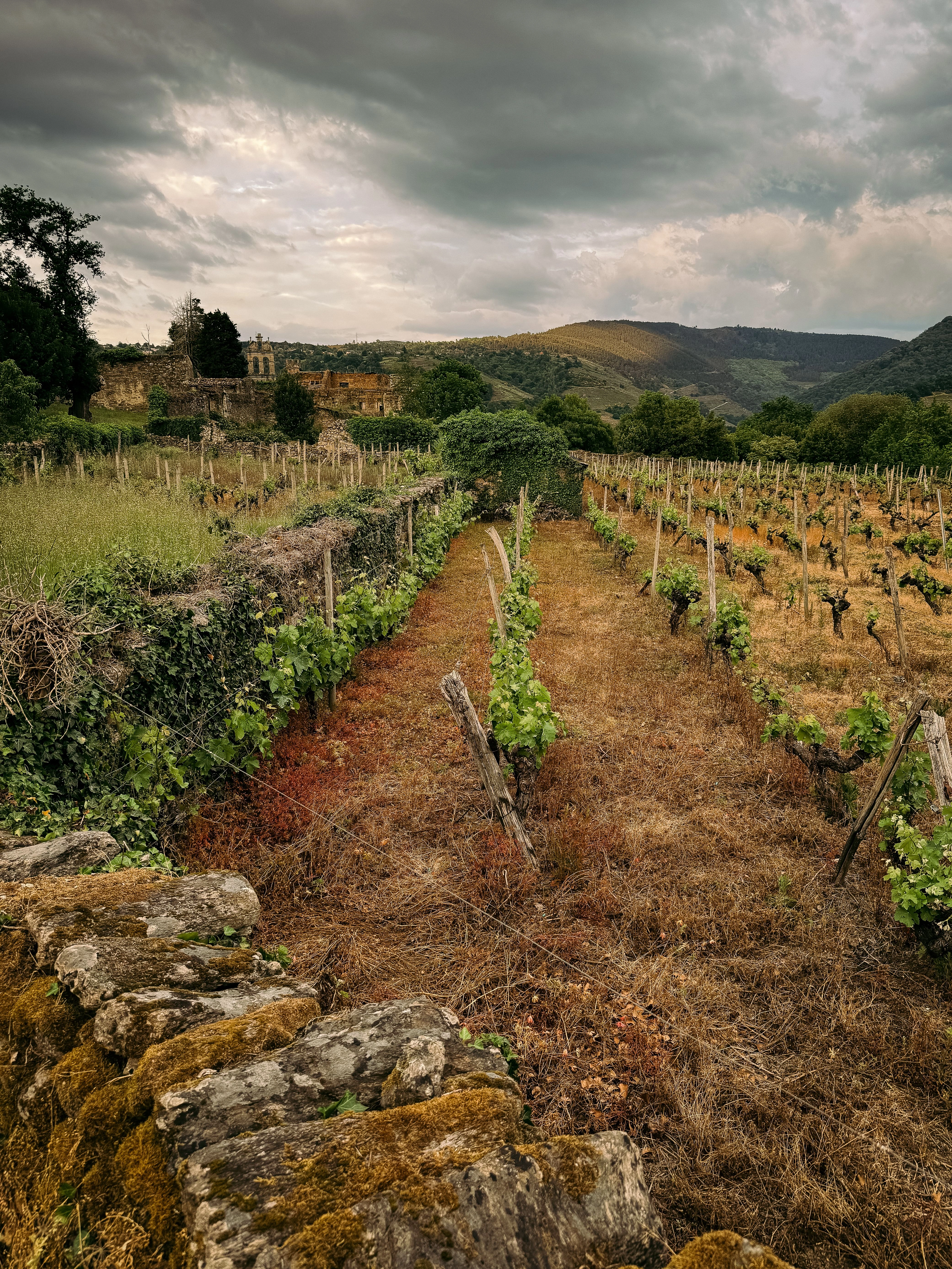 Penedès: The Wine Country That Defines Catalonia